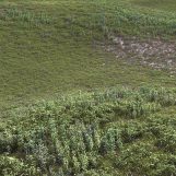 MassiSan_weed_field2_small